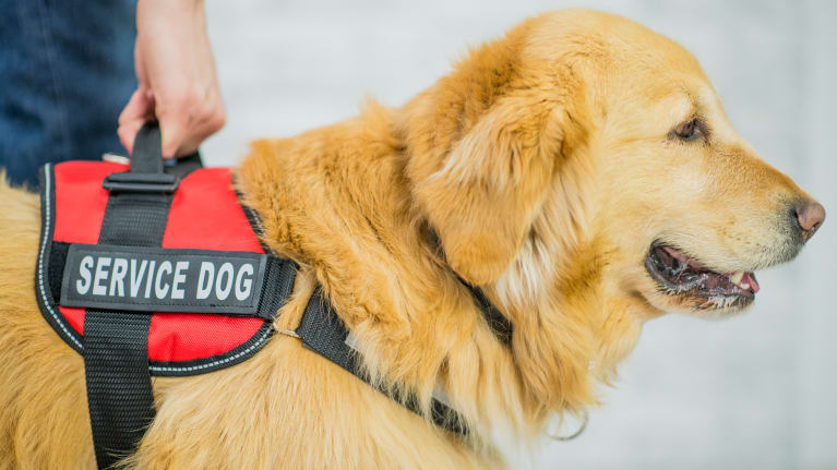 Set Ground Rules For The Different Types Of Service Animals 